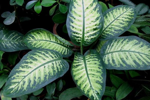 花葉萬年青功效與作用及禁忌  家里養(yǎng)萬年青的好處