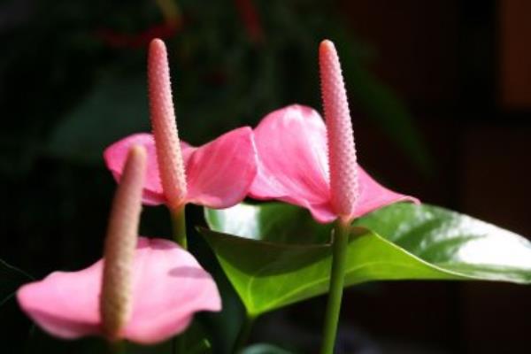 粉掌圖片大全 粉掌花語及寓意