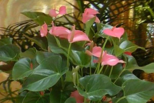 粉掌圖片大全 粉掌花語及寓意