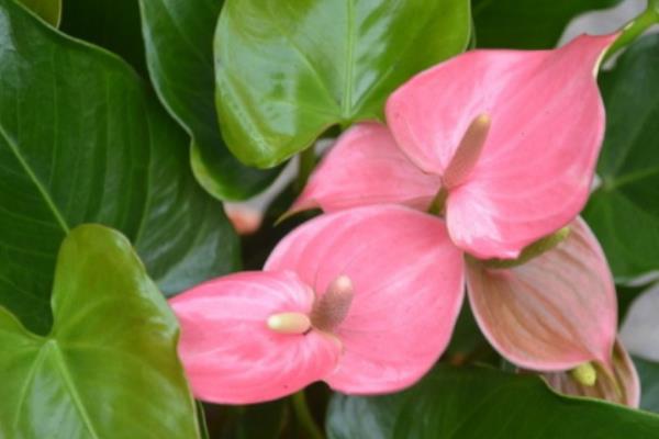 粉掌圖片大全 粉掌花語及寓意