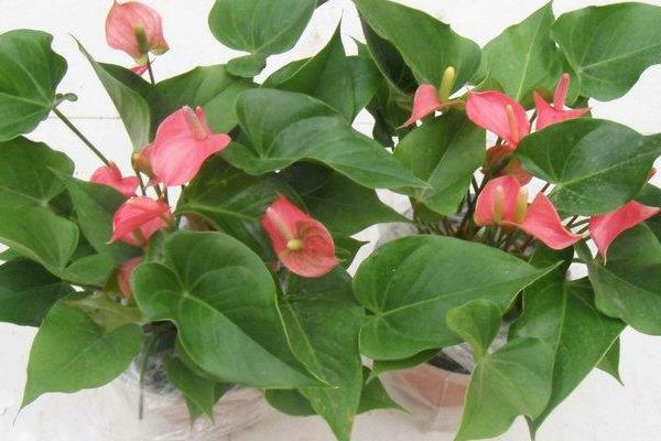 粉掌圖片大全 粉掌花語及寓意