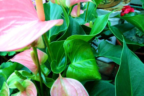 粉掌圖片大全 粉掌花語及寓意