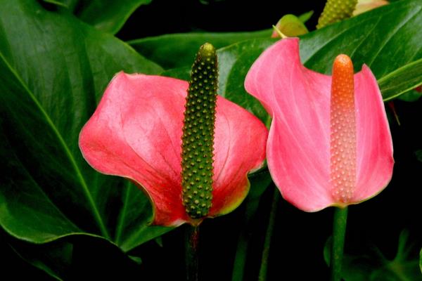 粉掌圖片大全 粉掌花語及寓意