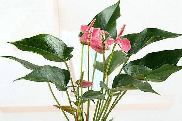 粉掌圖片大全 粉掌花語及寓意