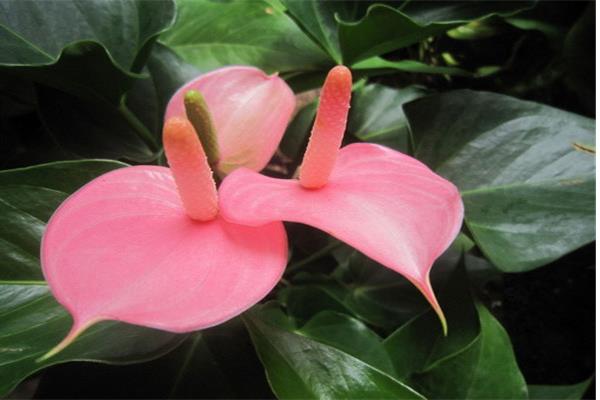 粉掌圖片大全 粉掌花語及寓意