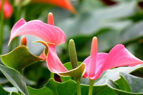 粉掌圖片大全 粉掌花語及寓意