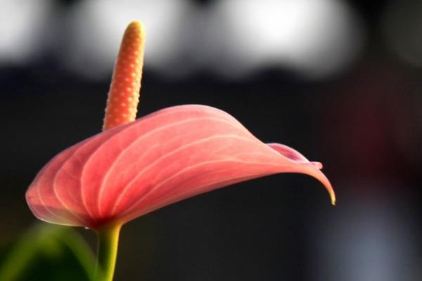 粉掌圖片大全 粉掌花語及寓意