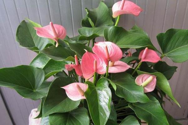 粉掌圖片大全 粉掌花語及寓意