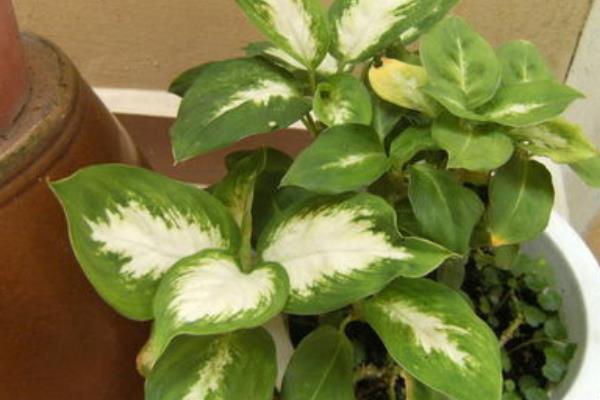 花葉萬年青圖片大全  花葉萬年青是什么