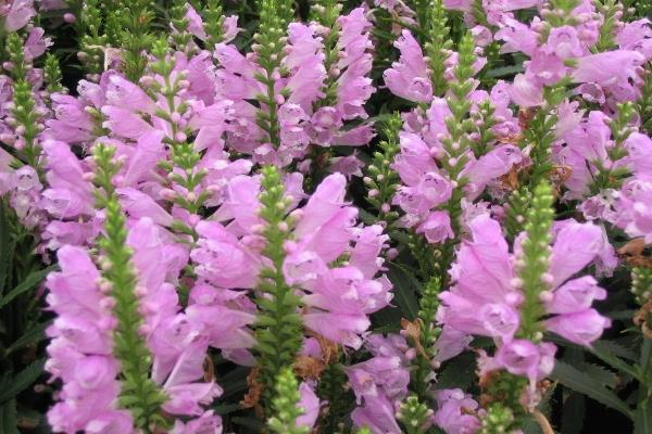 隨意草圖片大全 隨意草花語及寓意