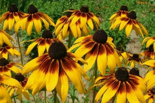 黑心菊有毒嗎 黑心菊能放室內臥室嗎