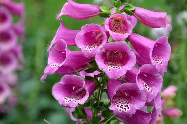 隨意草與金魚草的區別是什么  隨意草的生長習性