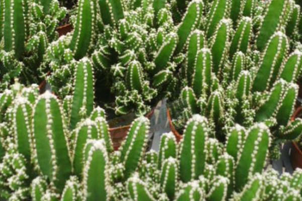 家里養(yǎng)仙人掌好嗎 盆栽仙人掌放在什么位置好