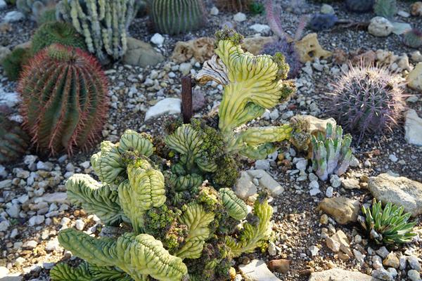 仙人掌變黃了怎么辦（原因及處理方法） 仙人掌繁殖方法大全