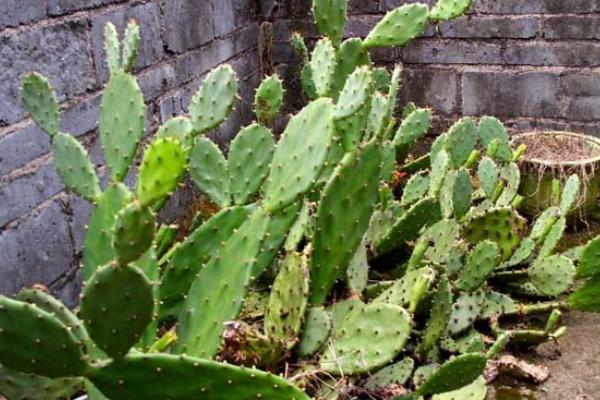 仙人掌能治什么病 仙人掌治痔瘡嗎 仙人掌外敷有哪些功效