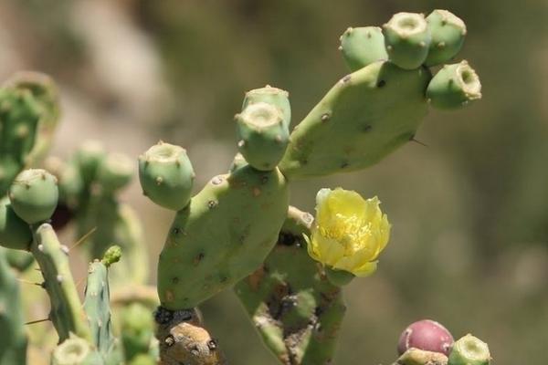 仙人掌養(yǎng)殖方法與注意事項(xiàng) 仙人掌移盆注意事項(xiàng)