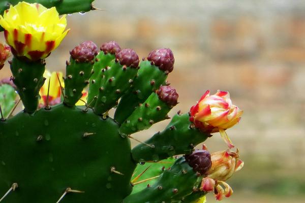 仙人掌開花代表什么 仙人掌什么時(shí)候開花（多久開一次）