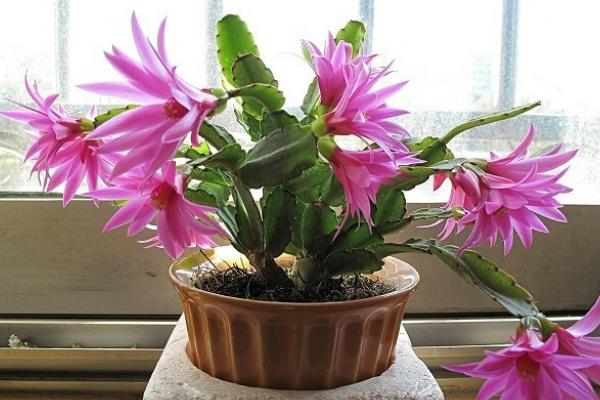 蟹爪蘭花架做法 蟹爪蘭水培方法與注意事項