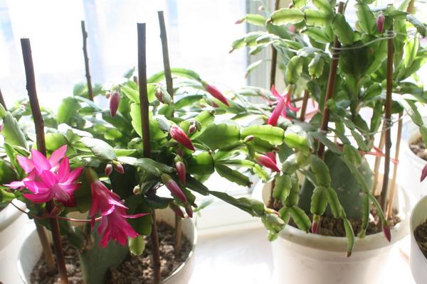 蟹爪蘭圖片大全 蟹爪蘭特點與簡介