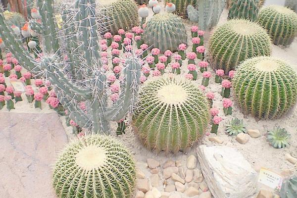 仙人掌能吃嗎 仙人掌怎么吃