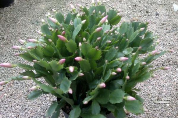 蟹爪蘭怎么澆水不爛根 蟹爪蘭的澆水方法技巧