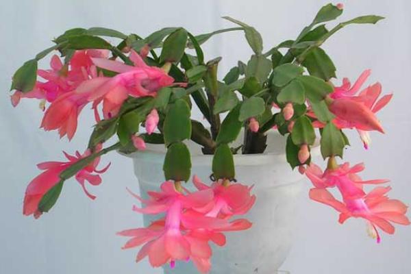 蟹爪蘭怎么修剪 蟹爪蘭的栽培技術