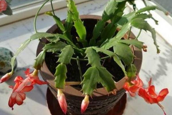 蟹爪蘭怎么修剪 蟹爪蘭的栽培技術