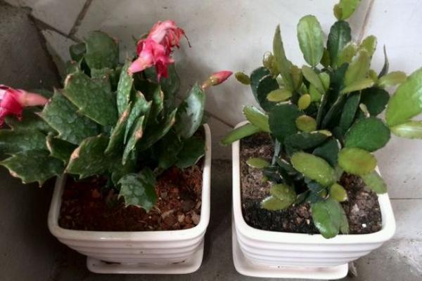 蟹爪蘭怎么修剪 蟹爪蘭的栽培技術