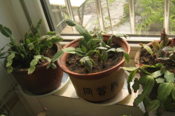 蟹爪蘭怎么修剪 蟹爪蘭的栽培技術