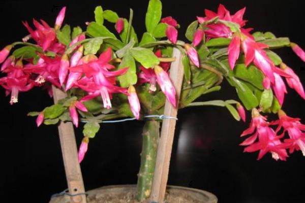 蟹爪蘭怎么修剪 蟹爪蘭的栽培技術