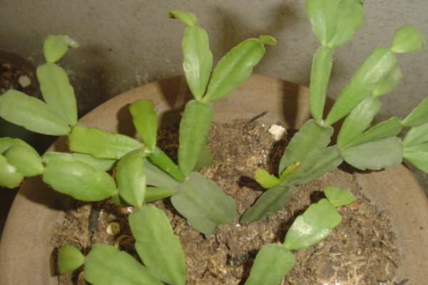 蟹爪蘭怎么修剪 蟹爪蘭的栽培技術