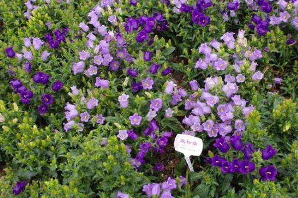 風(fēng)鈴草有毒嗎 風(fēng)鈴草什么時(shí)候開花