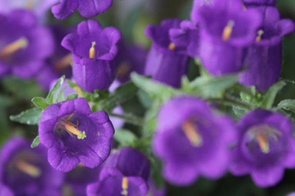 風(fēng)鈴草怎么養(yǎng) 風(fēng)鈴草種植方法與注意事項(xiàng)