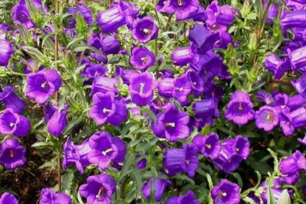 旱金蓮有毒嗎 旱金蓮能放在室內養嗎