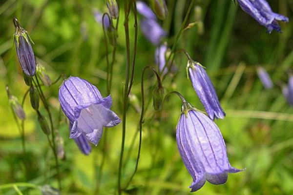 旱金蓮有毒嗎 旱金蓮能放在室內養嗎