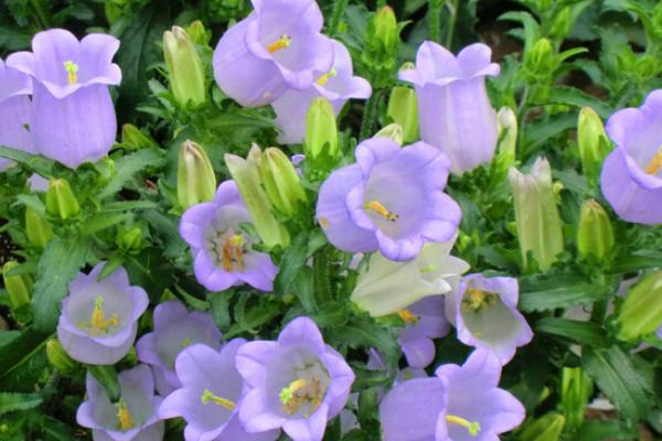 旱金蓮有毒嗎 旱金蓮能放在室內養嗎