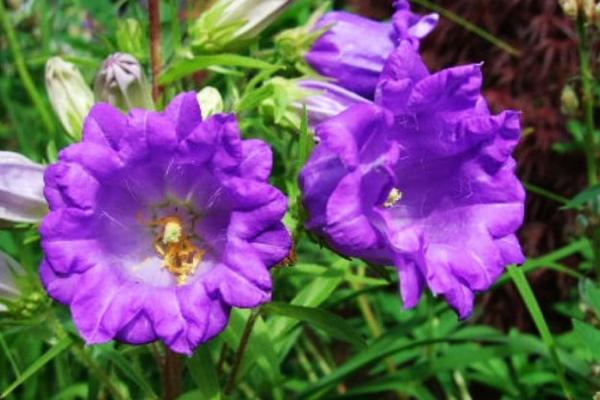 旱金蓮有毒嗎 旱金蓮能放在室內養嗎