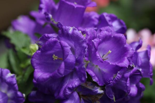 旱金蓮有毒嗎 旱金蓮能放在室內養嗎