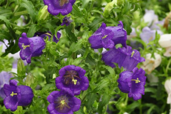 旱金蓮有毒嗎 旱金蓮能放在室內養嗎