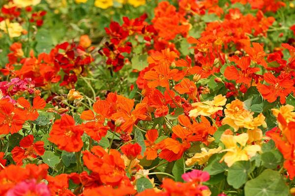 旱金蓮枝葉修剪方法 旱金蓮不開花怎么辦