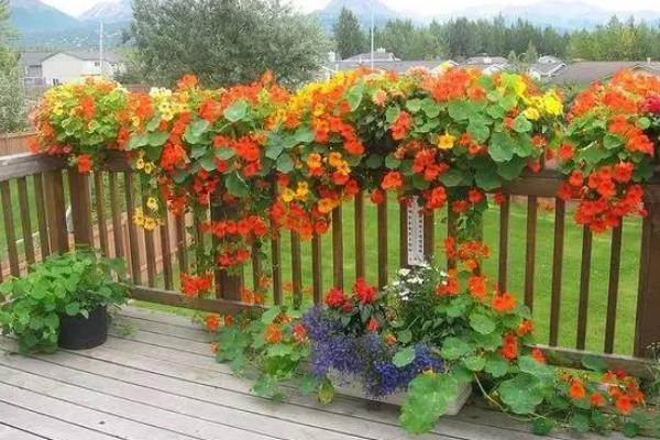 旱金蓮枝葉修剪方法 旱金蓮不開花怎么辦