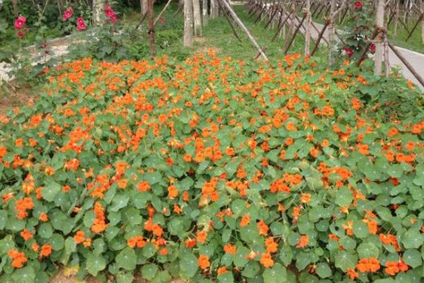 旱金蓮枝葉修剪方法 旱金蓮不開花怎么辦