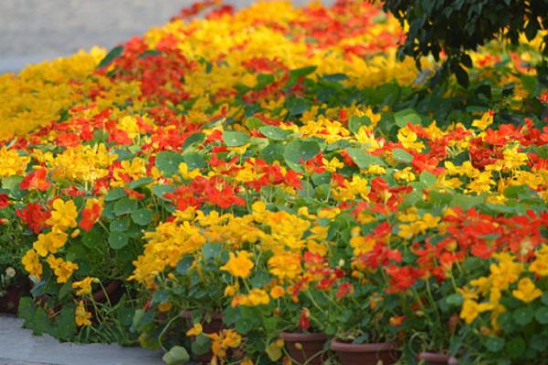 旱金蓮枝葉修剪方法 旱金蓮不開花怎么辦