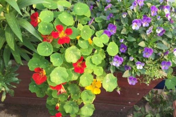 旱金蓮枝葉修剪方法 旱金蓮不開花怎么辦