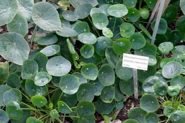 鏡面草可以長(zhǎng)多高多大 鏡面草怎么樣長(zhǎng)得快