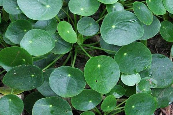 鏡面草可以長(zhǎng)多高多大 鏡面草怎么樣長(zhǎng)得快