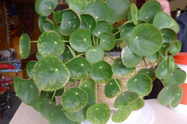 鏡面草可以長(zhǎng)多高多大 鏡面草怎么樣長(zhǎng)得快