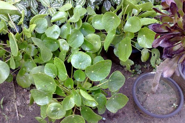 鏡面草可以長(zhǎng)多高多大 鏡面草怎么樣長(zhǎng)得快