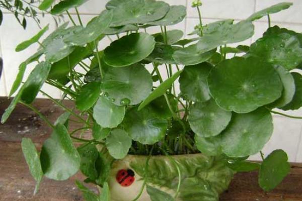 鏡面草可以長(zhǎng)多高多大 鏡面草怎么樣長(zhǎng)得快