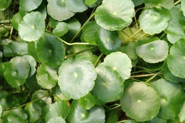 鏡面草可以長(zhǎng)多高多大 鏡面草怎么樣長(zhǎng)得快